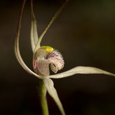 Caladenia saxicola, photographed by Hugo Innes