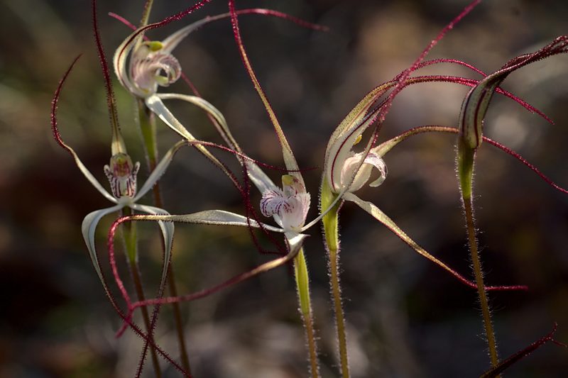 Caladenia saxicola, photographed by Hugo Innes
