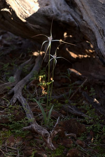 Caladenia saxicola, photographed by Hugo Innes