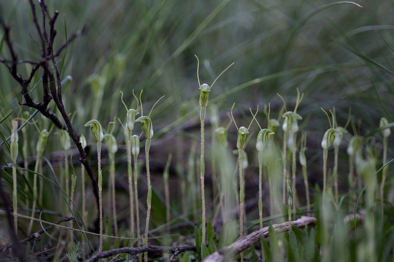 Pterostylis setulosa, photographed by Hugo Innes