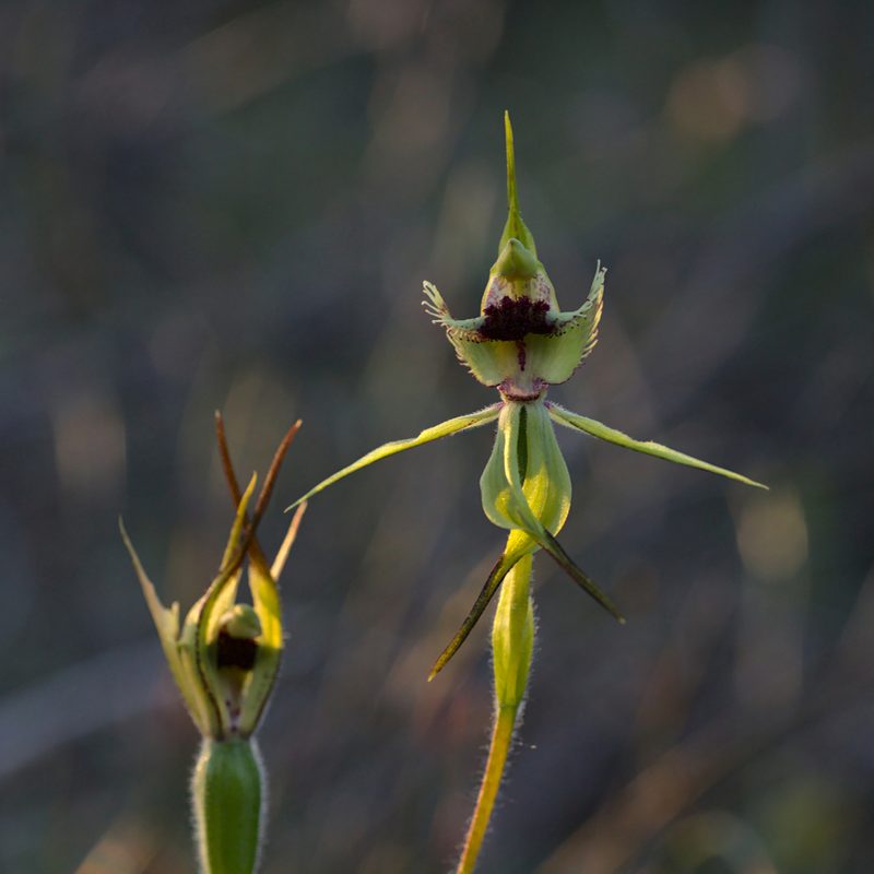 Caladenia crebra, photographed by Hugo Innes