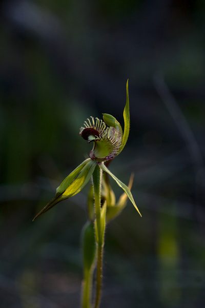 Caladenia crebra, photographed by Hugo Innes