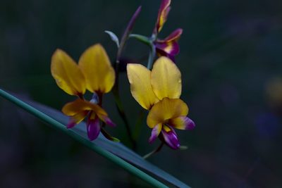 Diuris magnifica, photographed by Hugo Innes