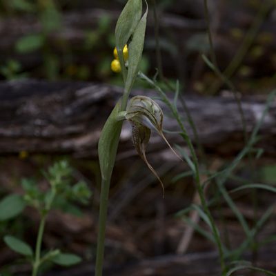 Pterostylis spathulata, photographed by Hugo Innes