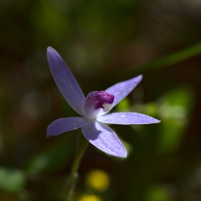 Caladenia amplexans, photographed by Hugo Innes