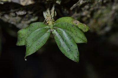 Drymoanthus flavus, photographed by Christopher Stephens