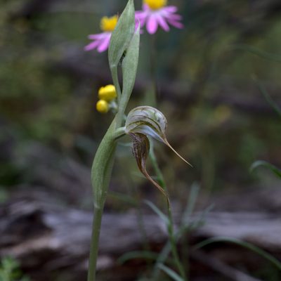 Pterostylis spathulata, photographed by Hugo Innes