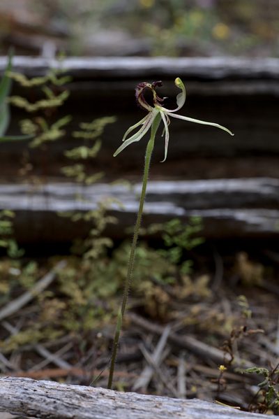 Caladenia mesocera, photographed by Hugo Innes