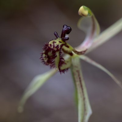 Caladenia mesocera, photographed by Hugo Innes