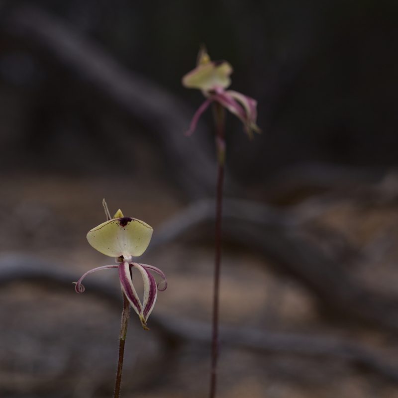 Caladenia roei, photographed by Hugo Innes