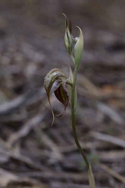 Pterostylis spathulata, photographed by Hugo Innes