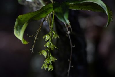 Drymoanthus flavus, photographed by Christopher Stephens