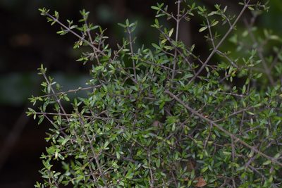 Coprosma microcarpa, photographed by Christopher Stephens