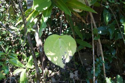 Dendrocnide moroides, photographed by Isaiah Findley