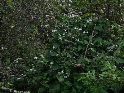Adelocaryum coelestinum, photographed by Dinesh Valke