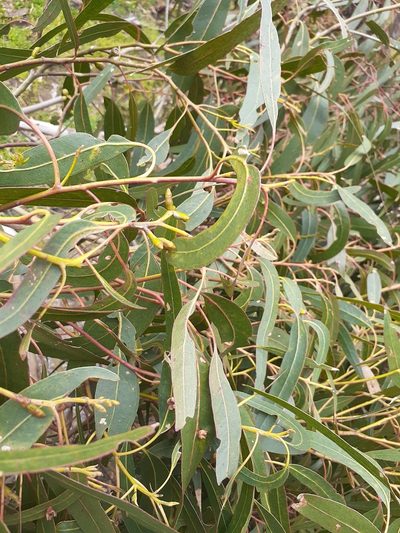 Eucalyptus goniocalyx, photographed by John Cull