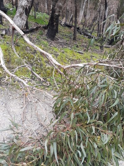 Eucalyptus goniocalyx, photographed by John Cull