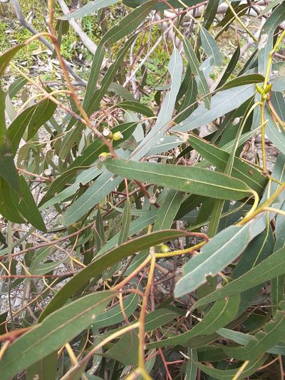 Eucalyptus goniocalyx, photographed by John Cull