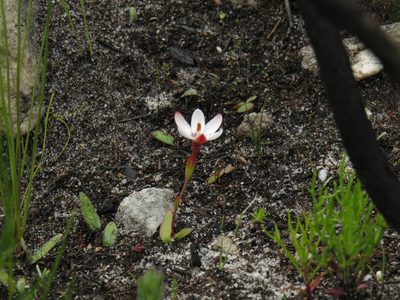 Geissorhiza ovata, photographed by Jeremy Gilmore