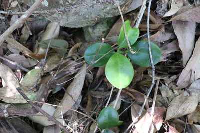 Hoya australis, photographed by Greg Tasney