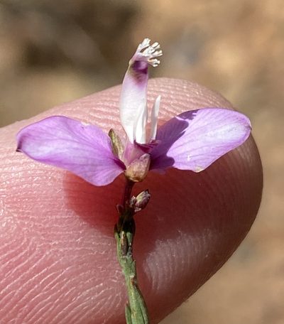 Polygala microlopha, photographed by Dave U