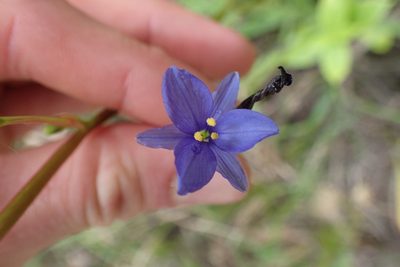 Aristea ecklonii, photographed by Oscar Dove