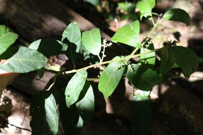 Deeringia arborescens, photographed by Greg Tasney