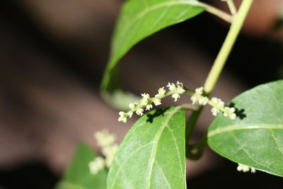 Deeringia arborescens, photographed by Greg Tasney