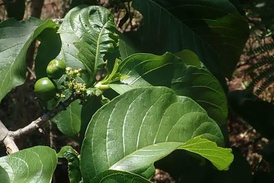 Vangueria madagascariensis, photographed by Andrew Deacon