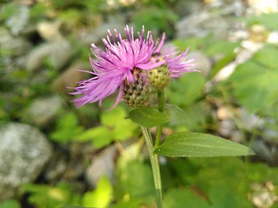 Centaurea nigrescens, photographed by Yves Bas