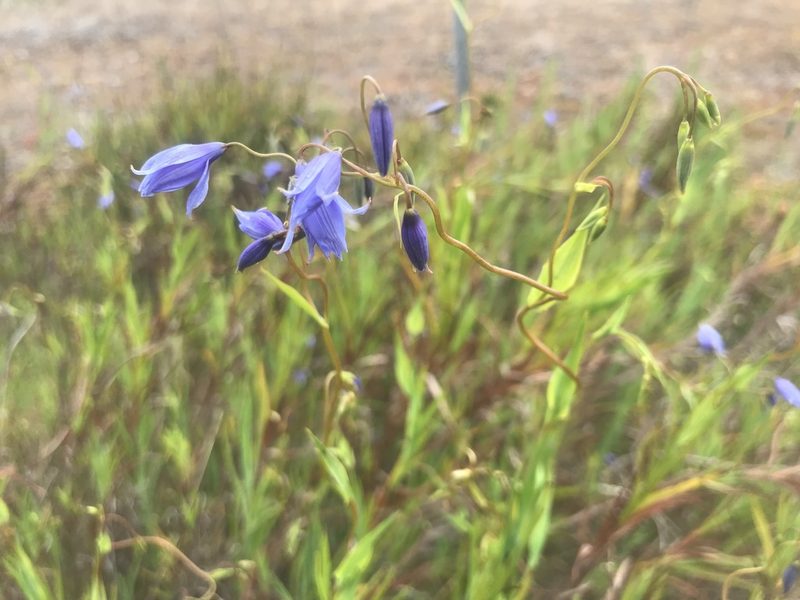 Stypandra glauca, photographed by Ann Bentley