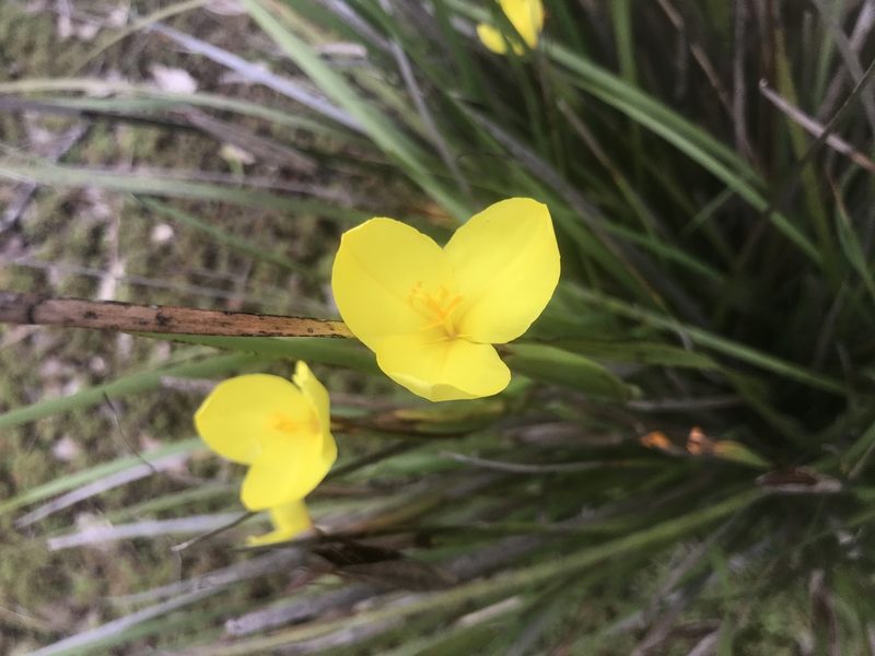 Patersonia umbrosa, photographed by Ann Bentley