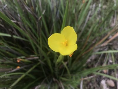 Patersonia umbrosa, photographed by Ann Bentley