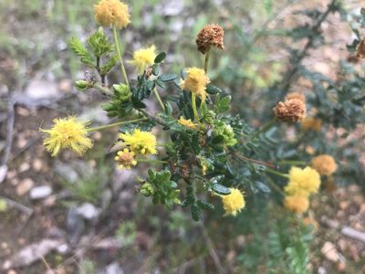 Acacia browniana, photographed by Ann Bentley