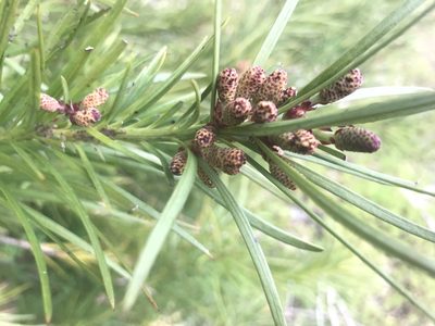 Podocarpus drouynianus, photographed by Ann Bentley