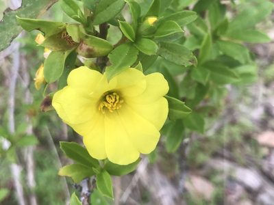 Hibbertia cuneiformis, photographed by Ann Bentley