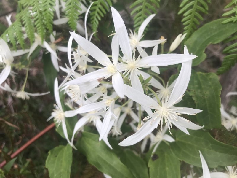 Clematis pubescens, photographed by Ann Bentley