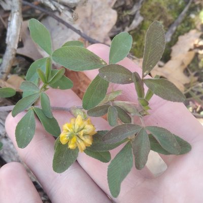 Trifolium aureum, photographed by evgeniq_benihanov