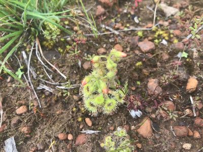 Drosera glanduligera, photographed by Ann Bentley