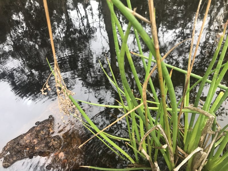 Juncus microcephalus, photographed by Ann Bentley