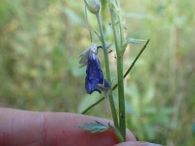 Polemonium villosum, photographed by Ellyne Geurts