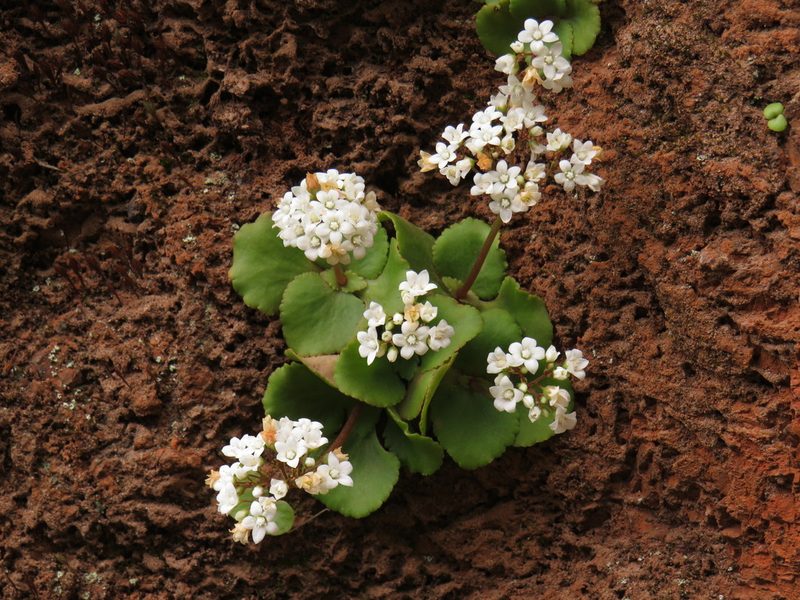 Crassula capensis, photographed by Jeremy Gilmore