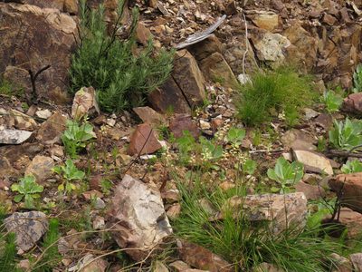 Lachenalia cernua, photographed by Jeremy Gilmore
