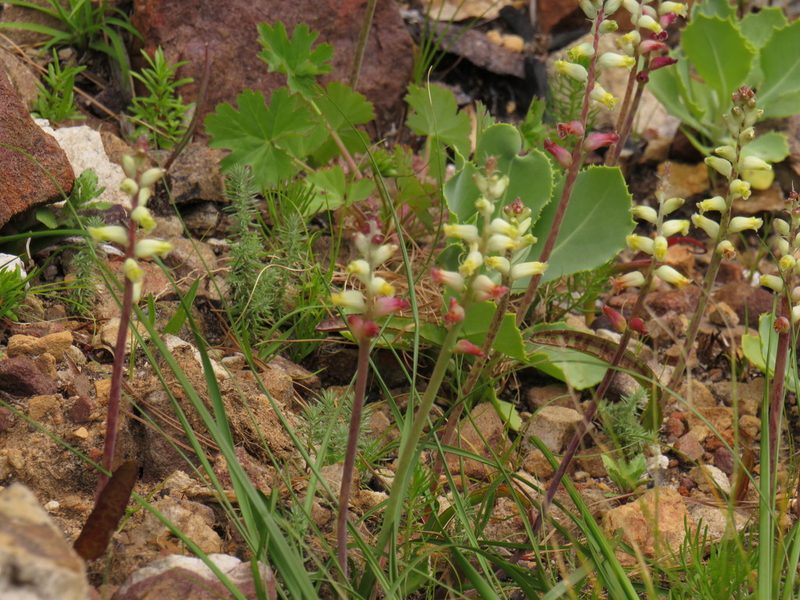 Lachenalia cernua, photographed by Jeremy Gilmore