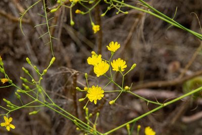 Sonchus leptocephalus, photographed by Thibaud Aronson