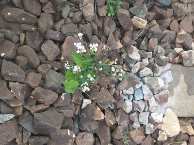 Fagopyrum esculentum, photographed by Dmitriy Bochkov