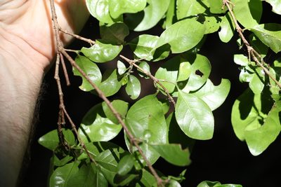 Hodgkinsonia ovatiflora, photographed by Greg Tasney