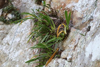 Liparis swenssonii, photographed by Greg Tasney