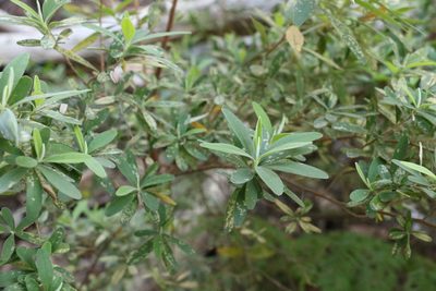 Hibbertia hexandra, photographed by Greg Tasney