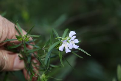 Westringia sericea, photographed by Greg Tasney
